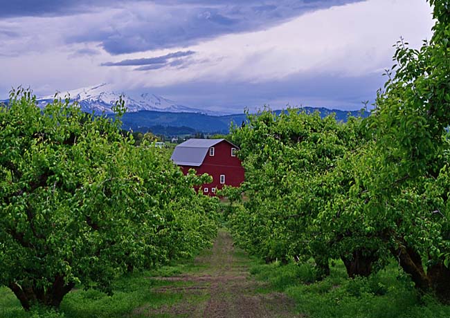 Hood River Valley Orchard - Fruit Loop Scenic Byway, Hood River, Oregon