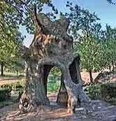 Abrahams Oak - Memorial Park Cemetery, Memphis, Tennessee