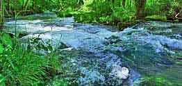 Alley Spring Run - Ozark National Scenic Riverways, MO