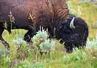 American Bison - Yellowstone National Park, Wyoming
