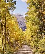 Autumn Aspens Backcountry Roads, Colorado