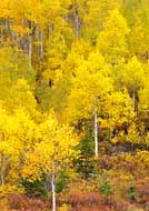 Autumn Color - Dallas Divide, Colorado