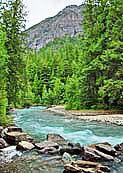 Avalanche Creek - Glacier National Park