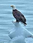 Bald Eagle Sighting - AK