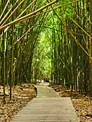 Bamboo Forest - Pipiwai Trail, Haleakala National Park, Hawaii