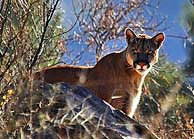 Big Bend Mountain Lion