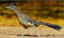 Big Bend Roadrunner