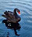 Black Swan - Lake Eola, Orlando, Florida