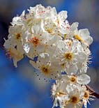 Bradford Pear Blossoms - Rutledge, Georgia