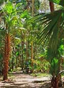 Ruins Trail - Bulow Plantation Ruins SHS, Florida