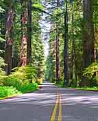 Redwoods along US Highway 101, North California