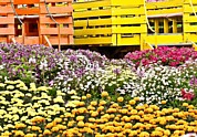 Flower Fields - Carlsbad Ranch