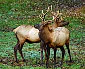Young Elk  - Cataloochee Valley, North Carolina