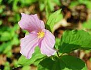 As well as being a tasty dish, the trillium flower has also become the state flower of Ohio, and the emblem for the province of Ontario, Canada