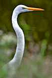 Great Egret - Chincoteague Island