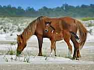 Wild Horses - Chincoteague Island