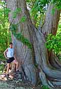 Cibolo Preserve Trees and Hiker - Boerne, Texas