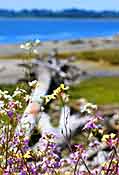 Wildflowers and driftwood by the Coquille River - Coos Bay, Oregon