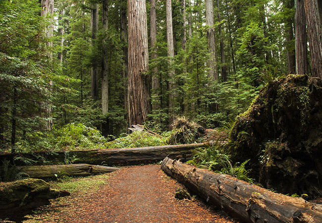 Avenue of Giants - Humboldt County, California