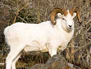 Dahl Sheep