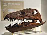 Dinosaur Skull Exhibit - Price, Utah