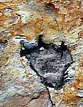 Dino Footprint