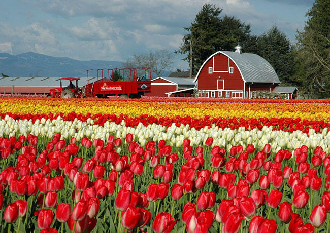 Skagit Valley Tulips - Mount Vernon, Washington