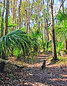 Florida Scenic Trail - Seminole County, Florida