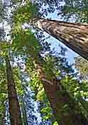 Founders Grove Redwoods  - Weott, California