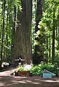 Founders Tree  - Weott, California