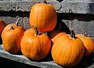 From the Pumpkin Patch
