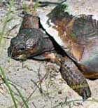 Gopher Tortoise - Smyrna Dunes Park