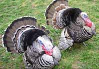 Narragansett turkeys