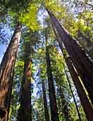 Giant Redwoods - Humbolt County, California