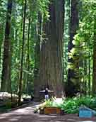 Founder Tree - Humboldt Redwoods State Park, Humbolt County, California