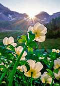 Globe Flowers - San Juan Mountains, Colorado