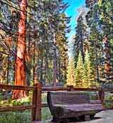 Grant Grove Trail - Sequoia National Park, California