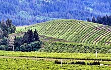 Farms and Orchards - Hood River, Oregon