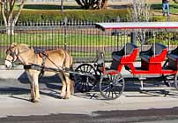 Horse and Carriage Tour - New Orleans, Louisiana