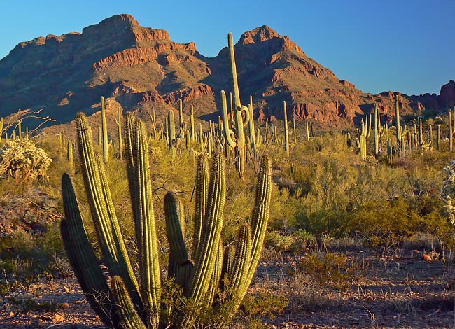 Organ Pipe Cactus National Monument - Pima County, Arizona