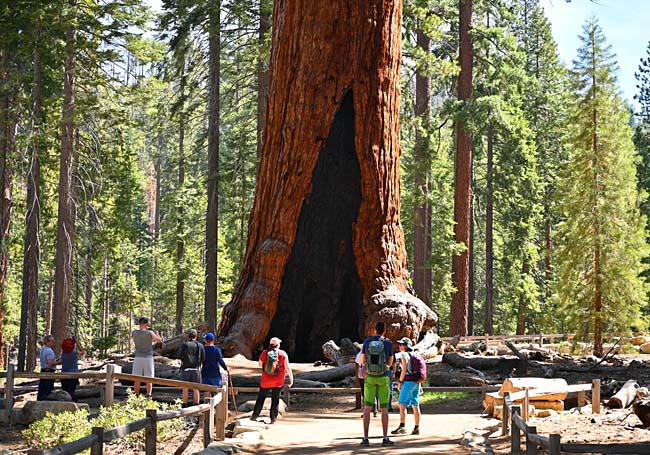 The Grizzly Giant - Mariposa Grove, Yosemite National Park, California