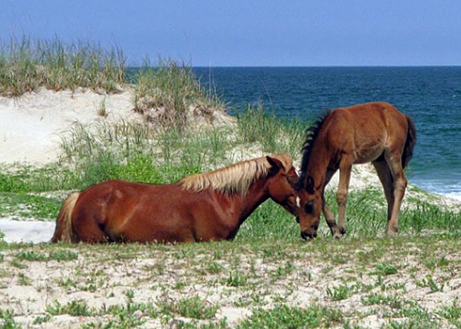 Wild Horses - Corolla, CurrituckNWR, North Carolina