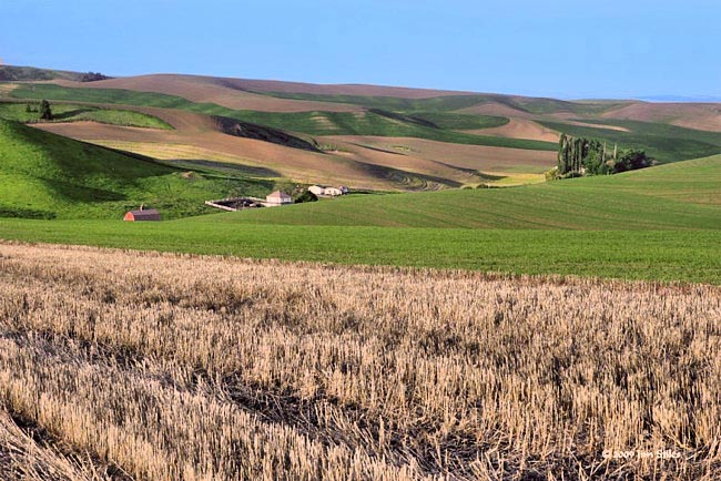 Palouse Country - Whitman County, Washington