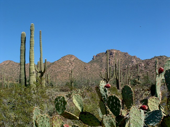 Saguaro West (Tucson Mountain Region) - Saguaro National Park, Tucson, Arizona