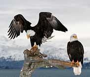 Kenai Peninsula Bald Eagles