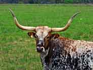 Texas Longhorns - LBJ  Ranch, Texas