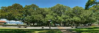 Banyan Tree Sqaure - Lahaina, Maui, Hawaii