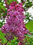 Afton State Park - Lilac Cluster