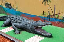 Friendly Alligator, Lone Cabbage Restaurant - Cocoa, Florida