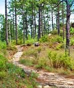 Longleaf Vista Trail - Kisatchie National Forest, Derry, Louisiana